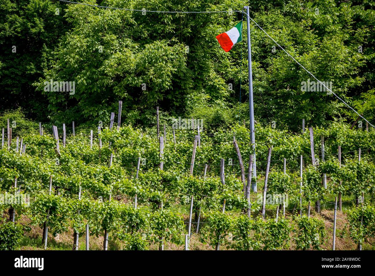 Weinberge mit italienischer Flagge, Region Prosecco Stockfoto