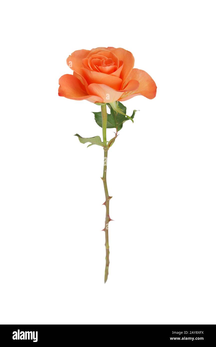 Orange stieg auf Weiß Stockfoto