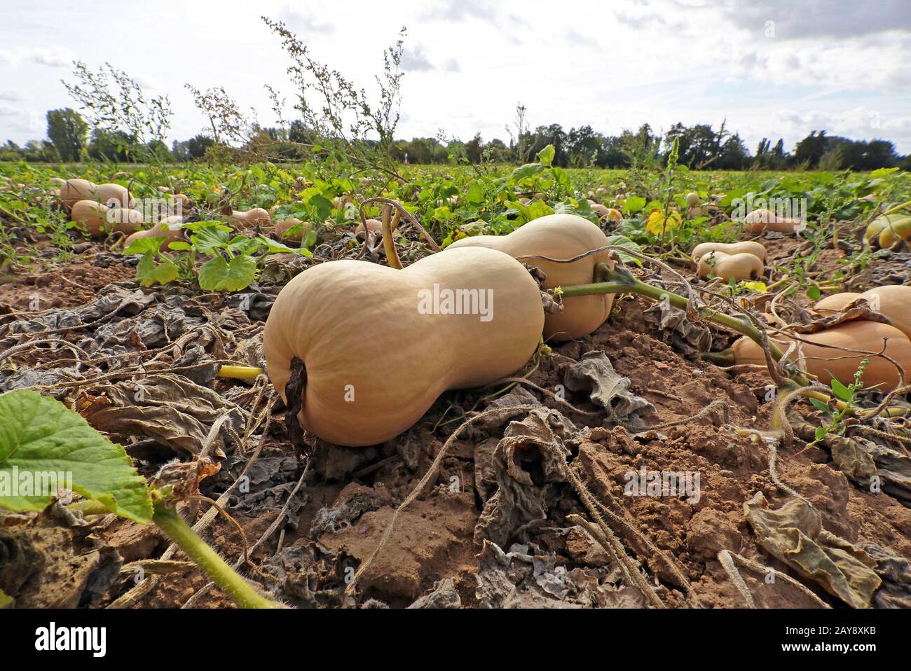 Butternut-Kürbis Stockfoto