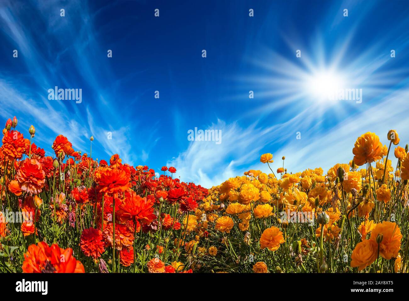 Starker Wind treibt die Zirruswolken an. Die helle Südsonne beleuchtet die Felder des roten Garten-Butterschmalz- Ranunculus. Konce Stockfoto