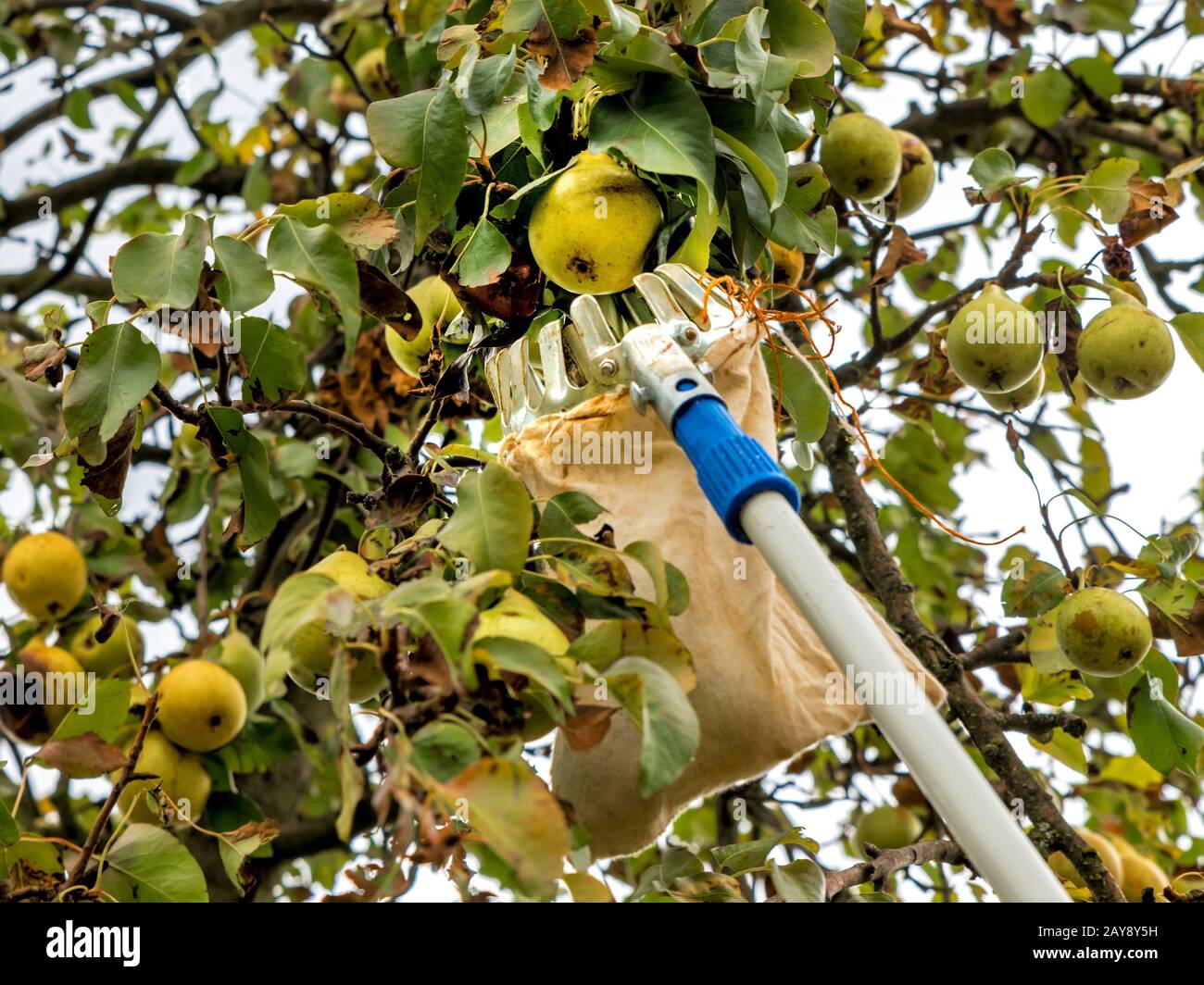 Ernte reife Birnen mit einem Obstteller vom Baum Stockfoto