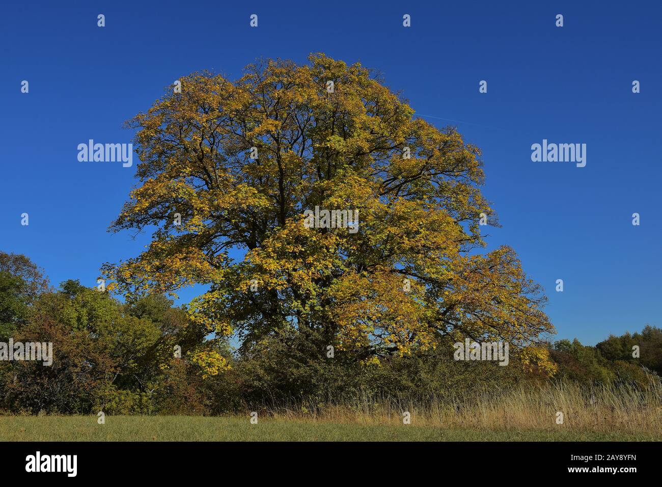 Platane Ahorn, keltischer Ahorn, Platane Ahorn, schottischer Ahorn, Ahorn, im Herbst Stockfoto