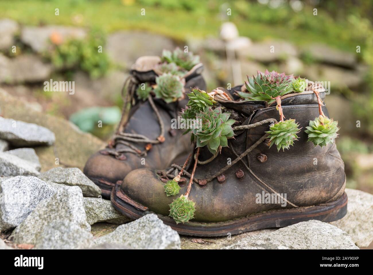 Alte Wanderschuhe dekorativ gepflanzt - Upcycling Stockfoto