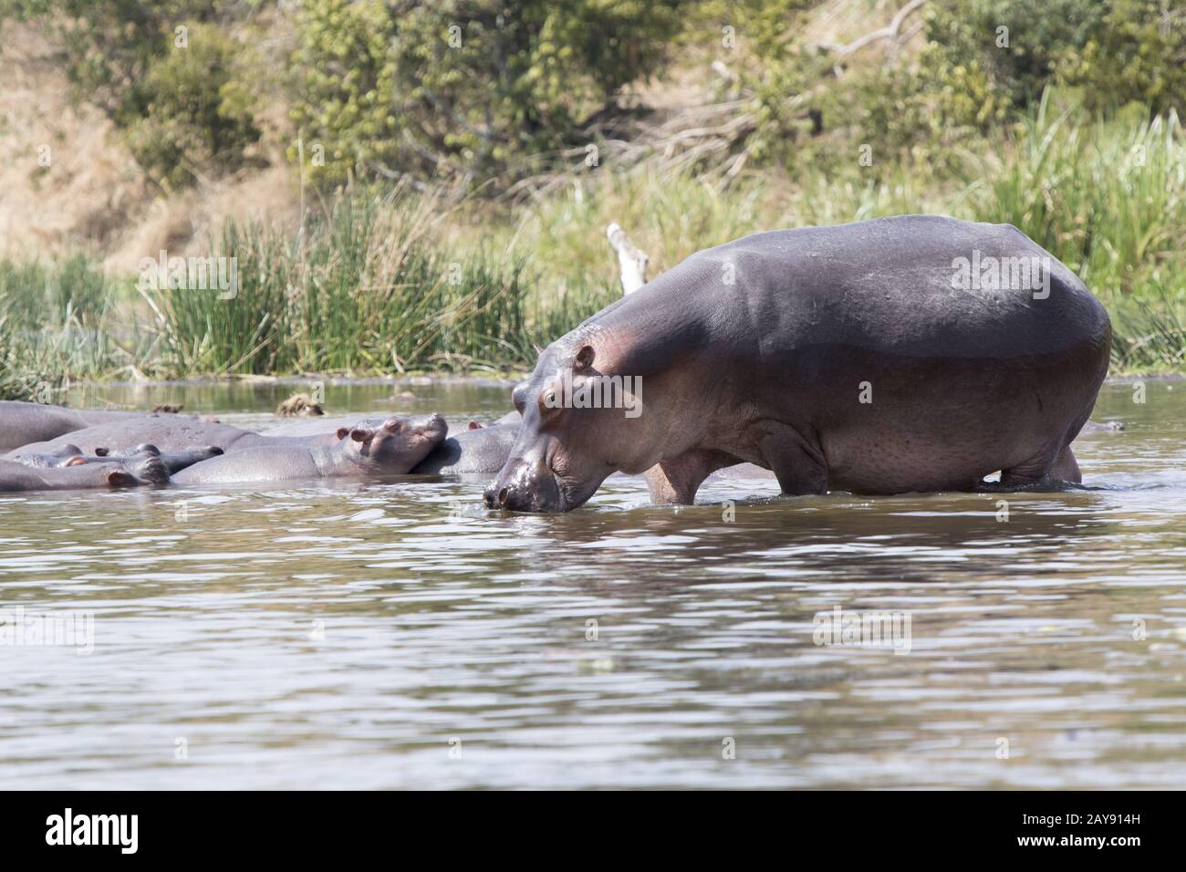 Hippopotamus entlang Flachwasser in der Nähe einer kleinen Herde Nilpferde in den Nil ruhen Stockfoto