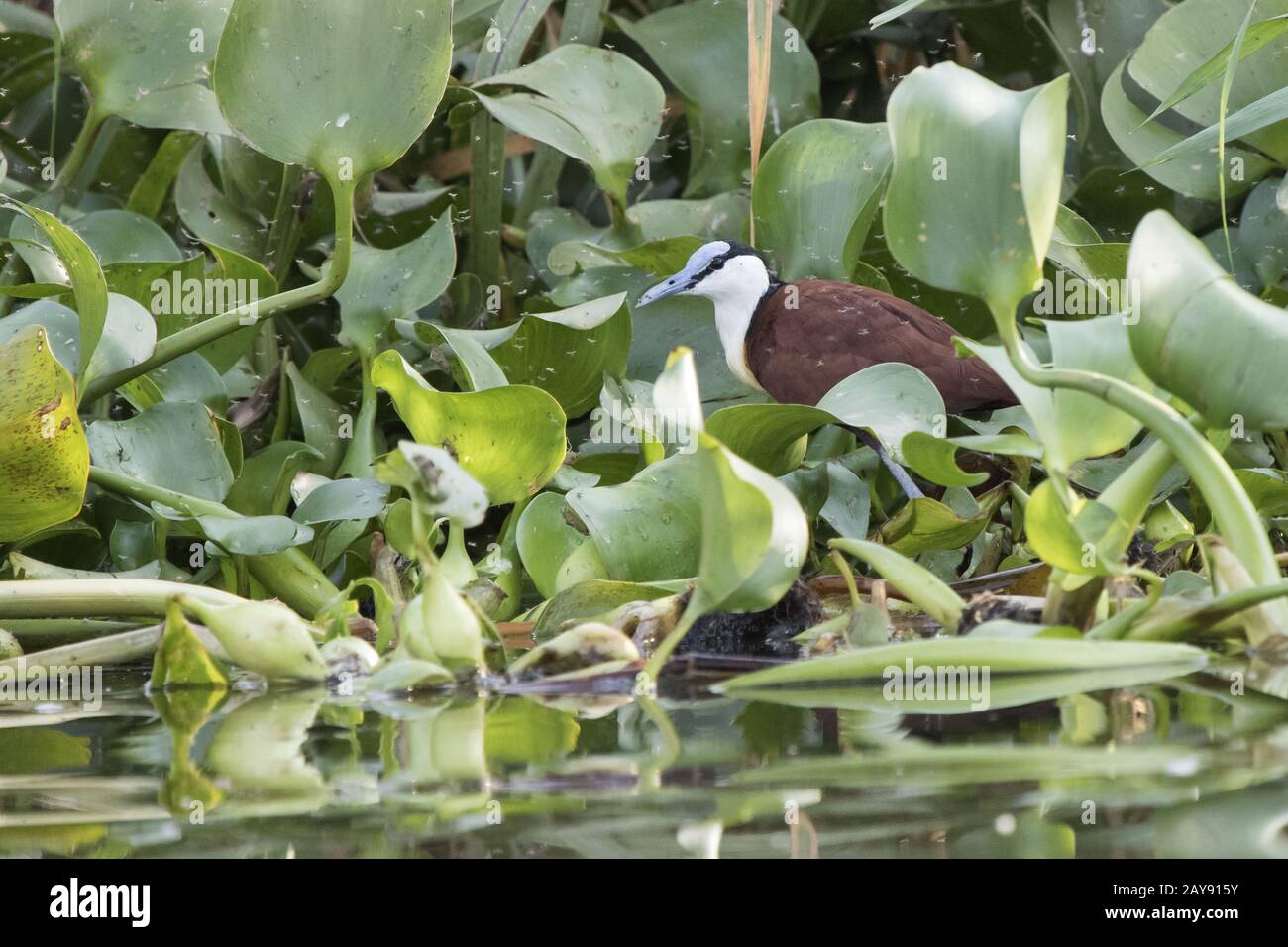 African jacana, die im seichten Wasser steht mit Blättern von Wasserpflanzen am Ufer des Lake Victoria Stockfoto