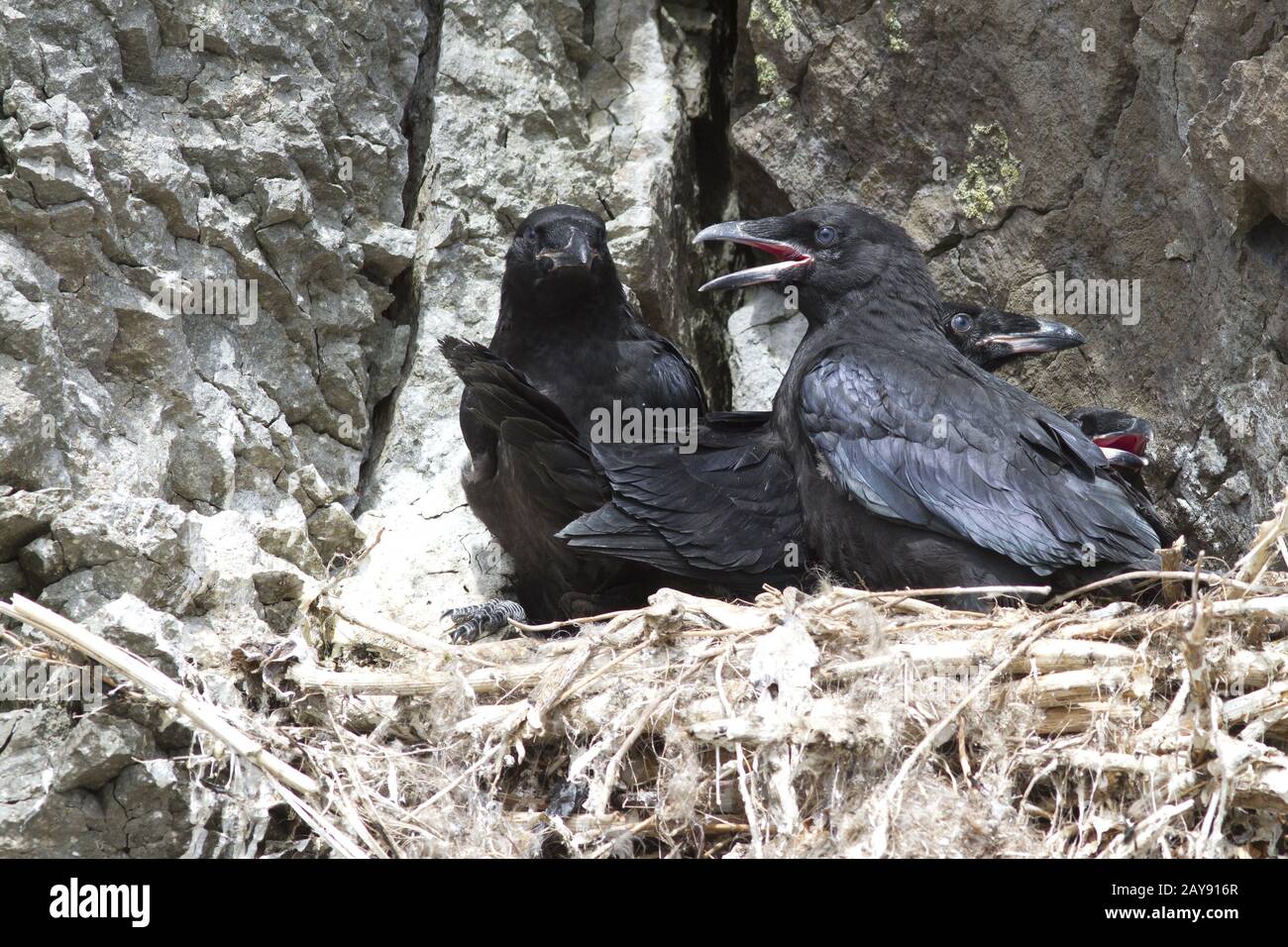 Große Raven Küken im Nest auf einem Felsen auf einem felsigen Hügel sitzen Stockfoto