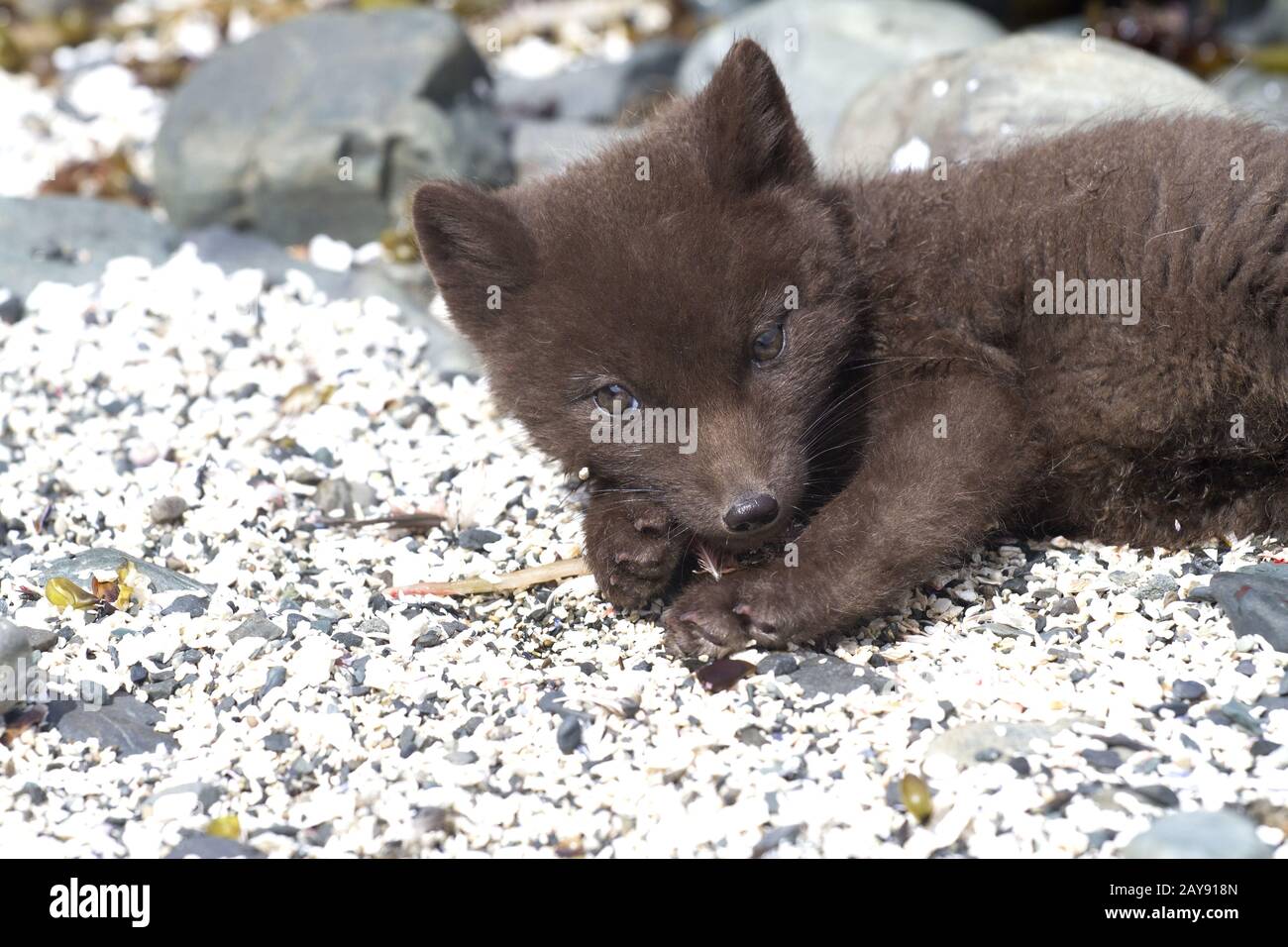 Welpen Kommandeure Blue Arctic fox auf der Sand, der am Ufer des Meeres in der Nähe der Höhle liegt Stockfoto