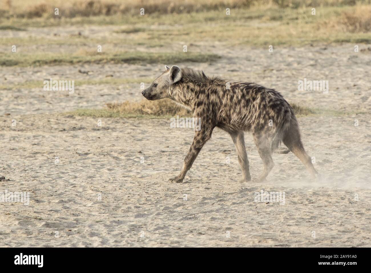 Gefleckte Hyäne zu Fuß auf getrocknete Savanne in der Trockenzeit Stockfoto