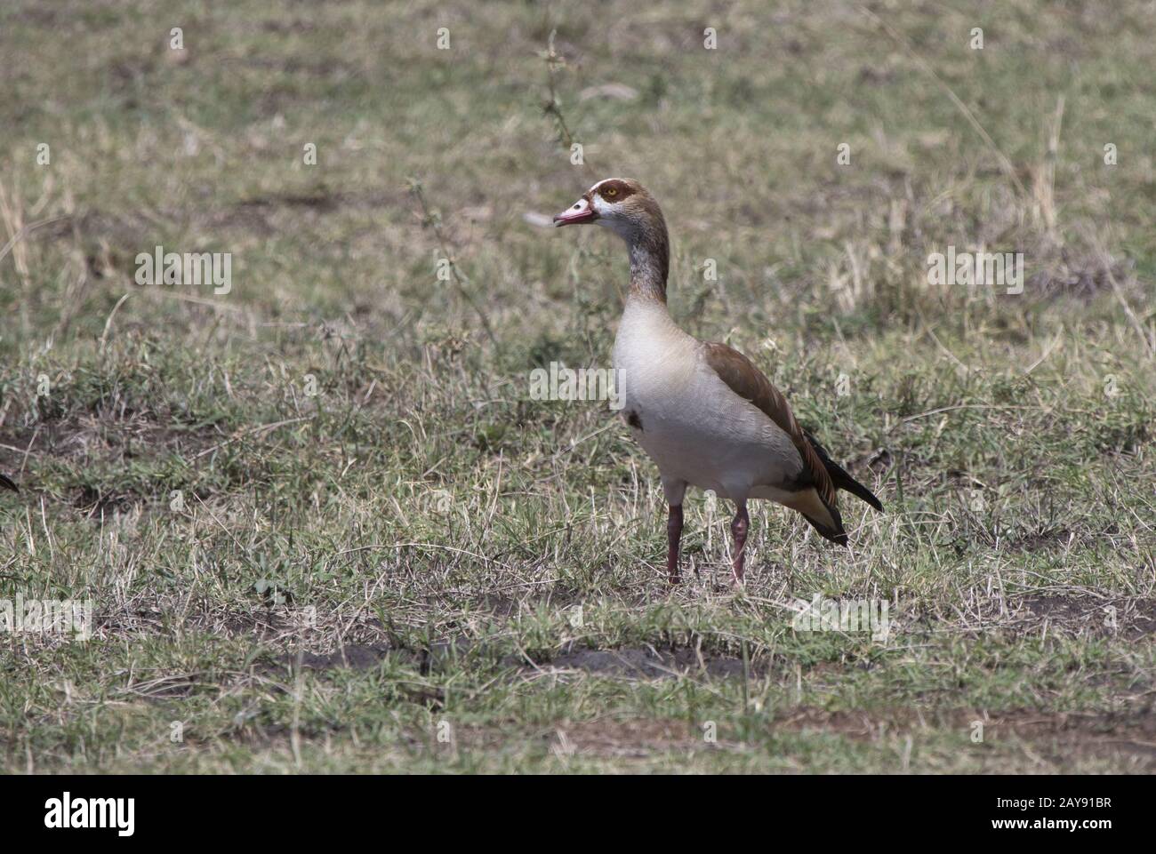 Nilgans ansehen unter den niedrigen Rasen am Ufer des Sees an einem heißen Tag Stockfoto