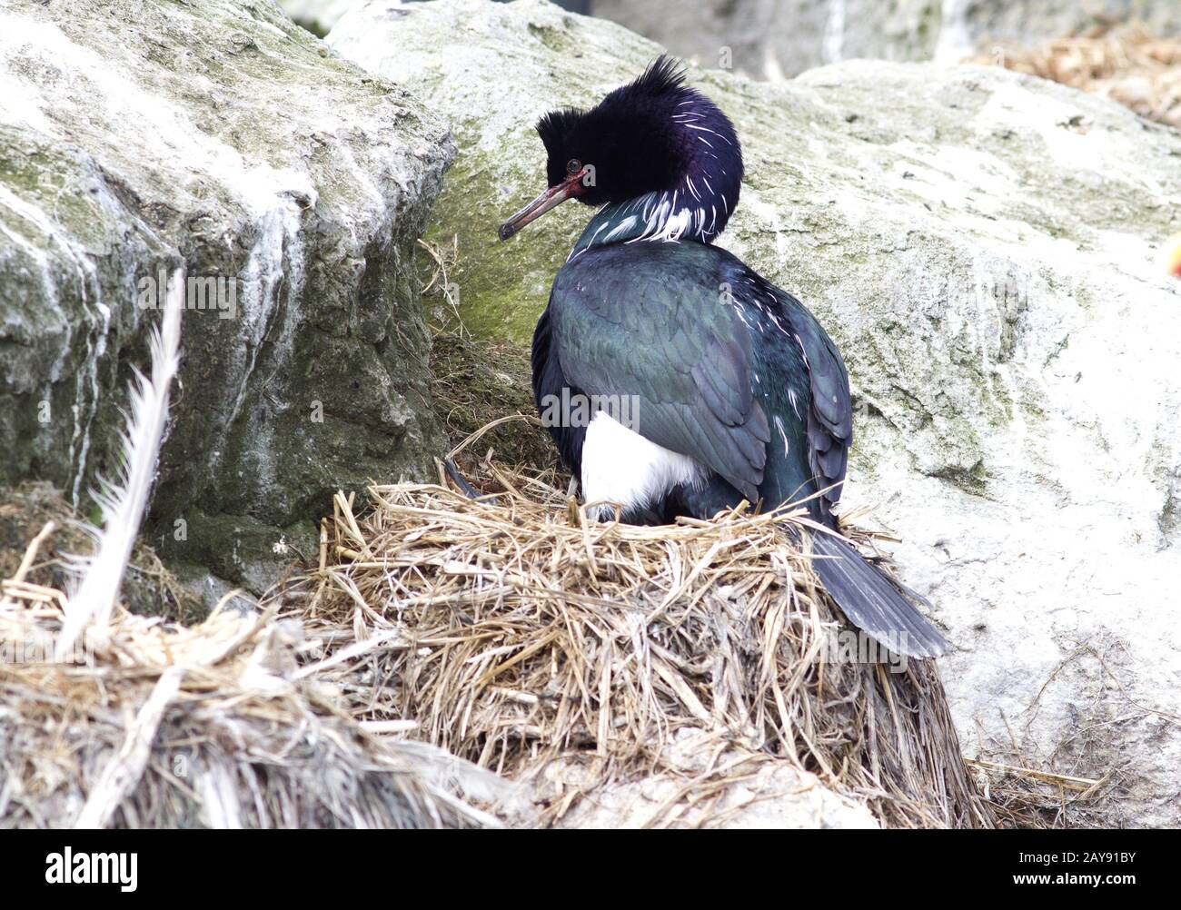 Pelagische Kormoran sitzt im Nest in einer Kolonie von Seevögeln Stockfoto