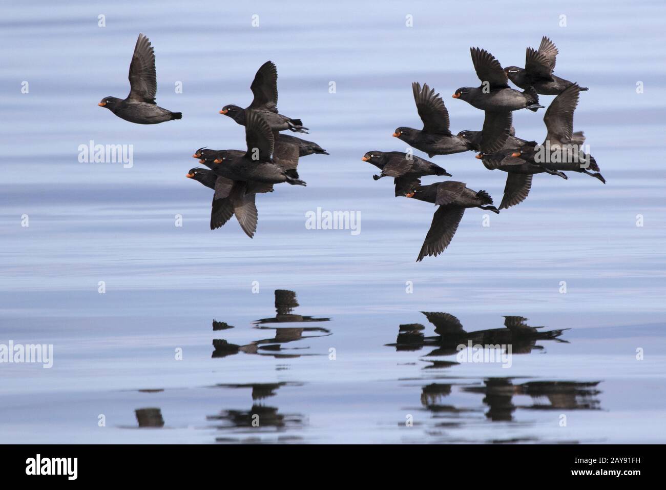 Eine Herde von Crested auklet über die Gewässer des Pazifiks fliegen Stockfoto