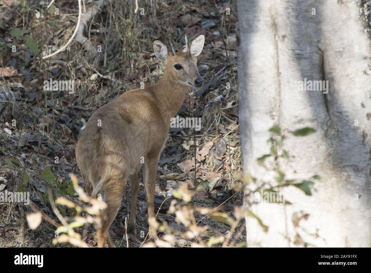 Vier Hörnern Antilopen im Schatten unter den Bäumen im Winter Indian Forest Stockfoto