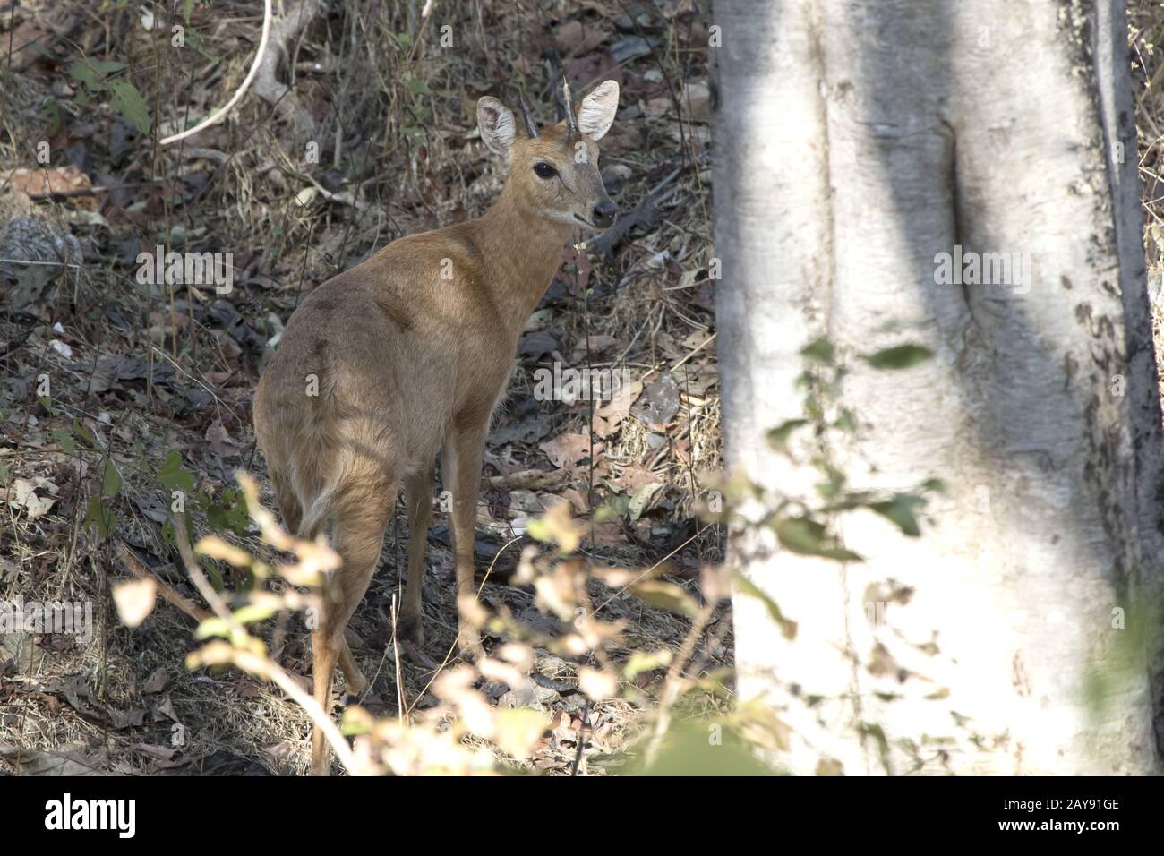 Vier Hörnern Antilopen stehen unter den Bäumen im Winter Indian Forest Stockfoto