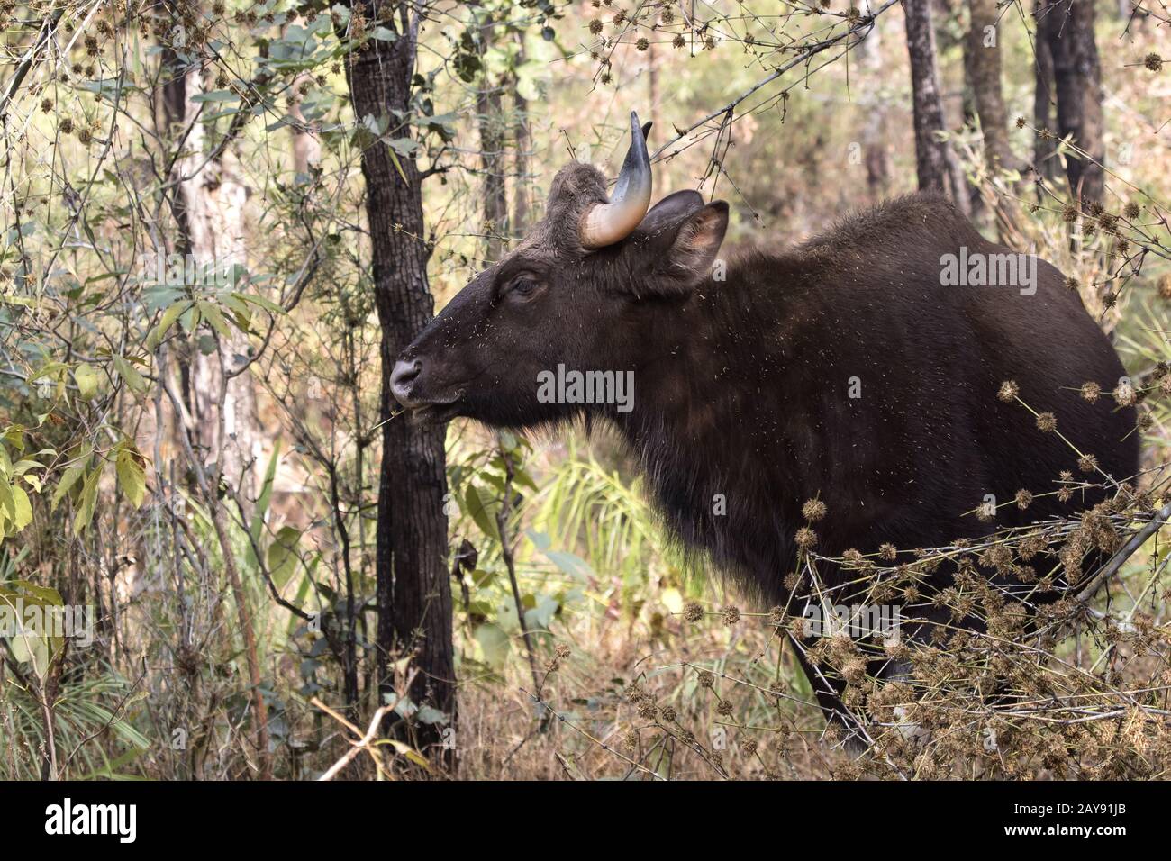 Junge männliche Gaur oder indische Bisons, die in den Wäldern auf ein Winter sonniger Tag Schürfwunden Stockfoto
