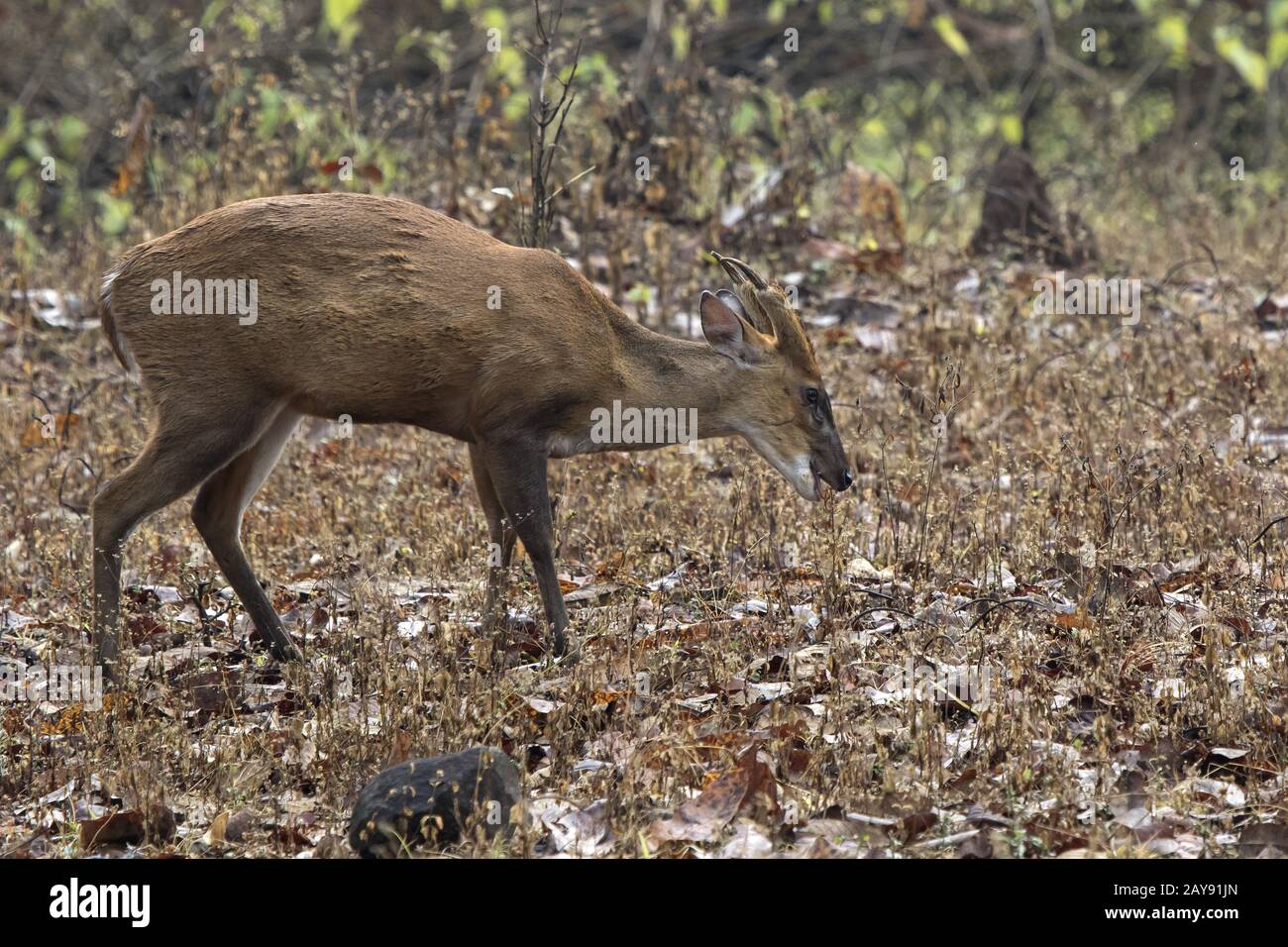 Männliche Indische muntjac oder bellende Rehe, die Beweidung in den Wäldern auf einer winterlichen Regentag Stockfoto