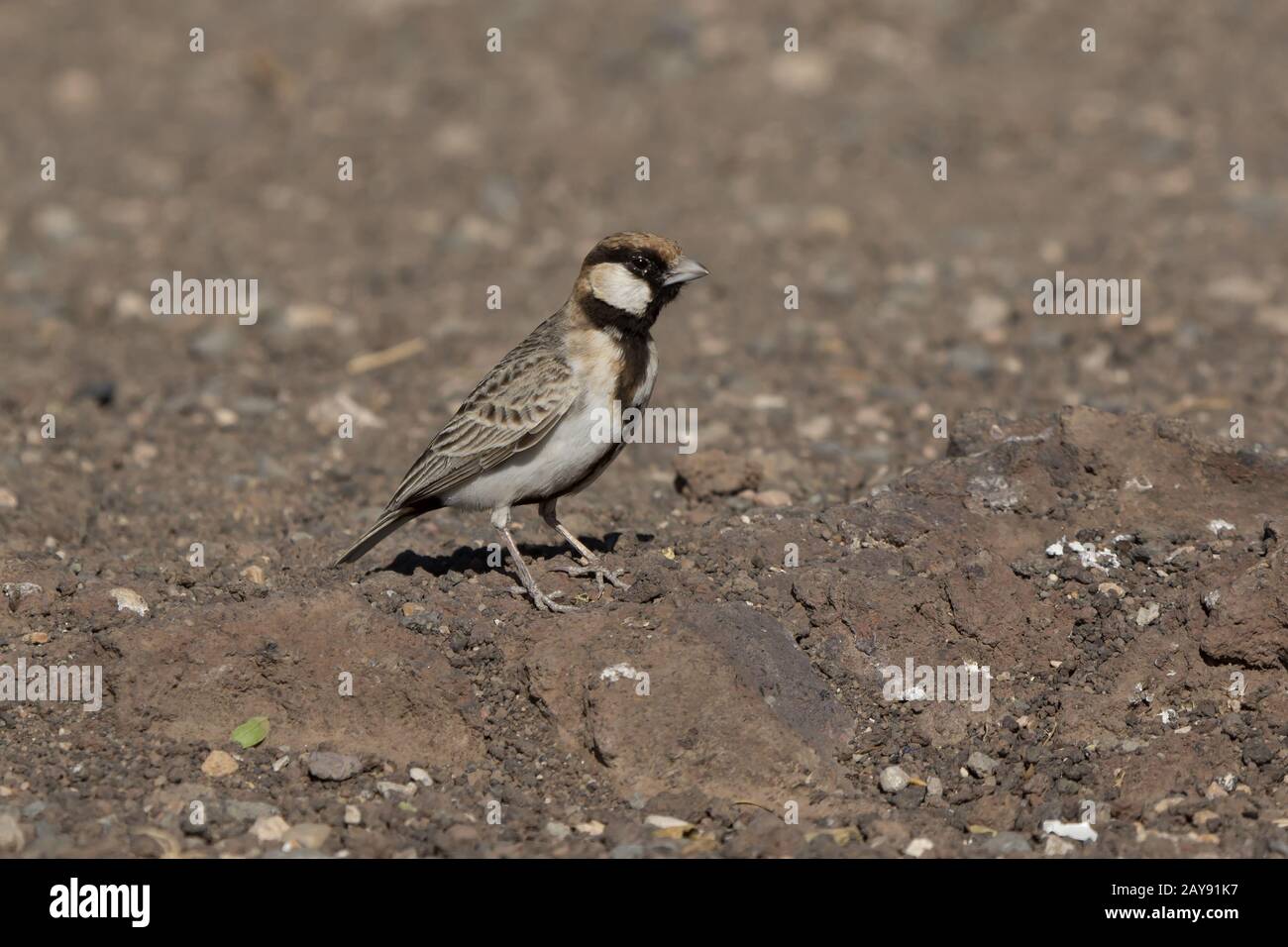Fischers sparrow - Lerche, die auf der felsigen Hang eines kleinen Berges in der Afrikanischen Savanne sitzt Stockfoto
