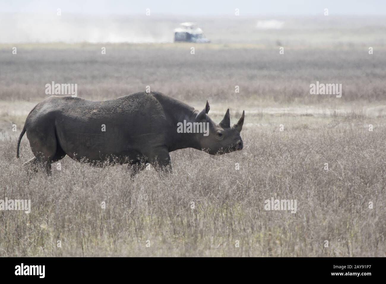 Schwarzes Nashorn oder Haken die Nashörner, Spaziergänge entlang einer getrockneten Savanne im Ngorongoro Krater Stockfoto