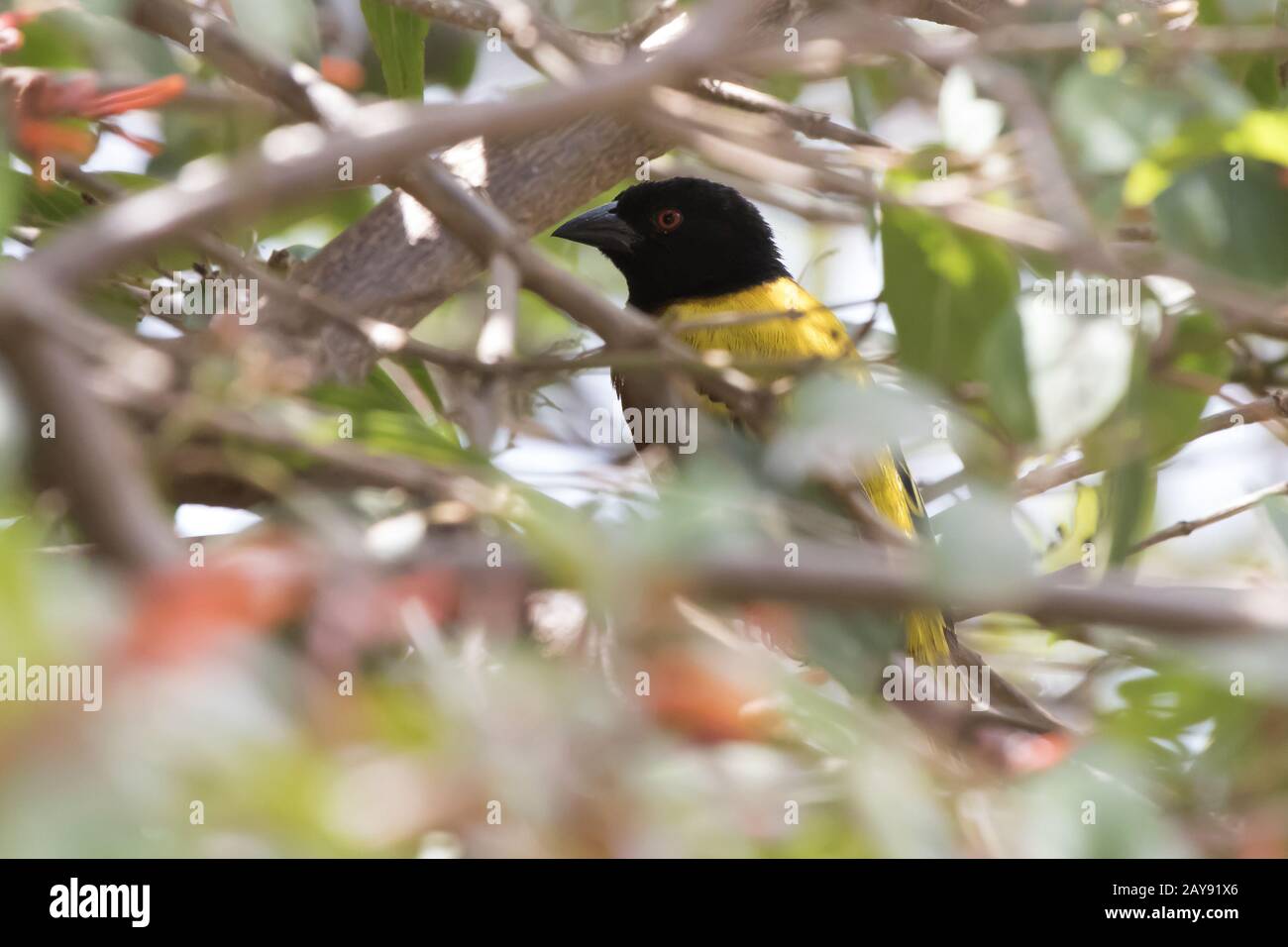 Golden-backed Weber, die in den Büschen und Lugt hid aus Ihnen Stockfoto