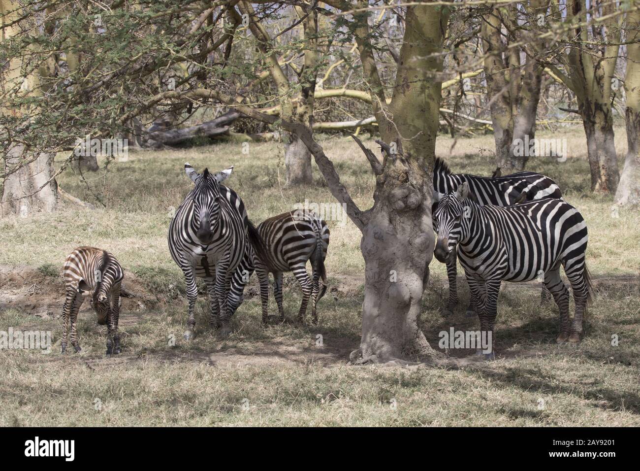 Herde Plains Zebra, die im Schatten der Akazien an einem heißen, sonnigen Tag steht Stockfoto