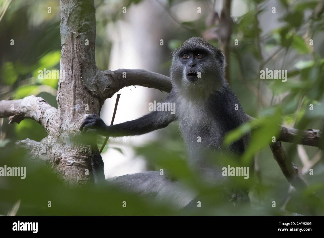Junge blaue Affe oder diademed Affe, der auf einem Zweig in der Sansibar Dschungel sitzt Stockfoto