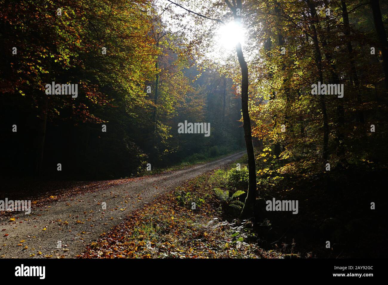 Herbstwald, Hintergrundbeleuchtung, Frontbeleuchtung, Herbststimmung Stockfoto