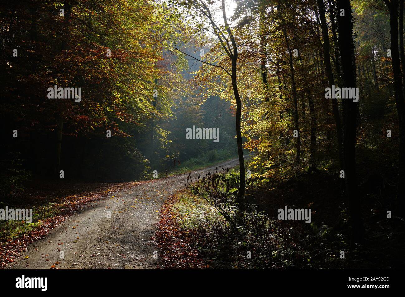 Herbstwald, Hintergrundbeleuchtung, Frontbeleuchtung, Herbststimmung Stockfoto