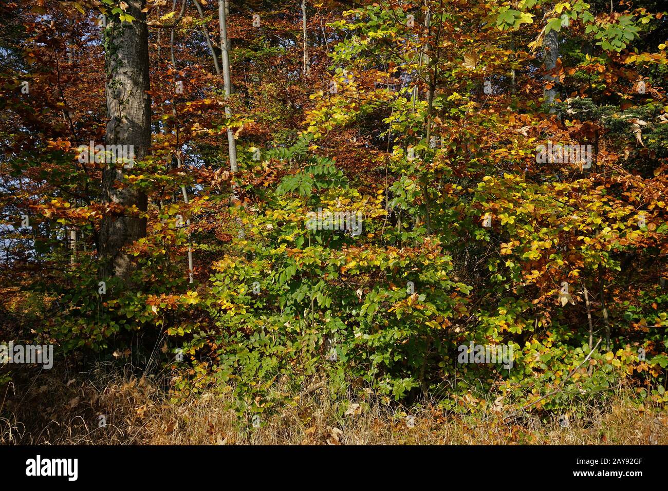 Herbstwald, Herbststimmung Stockfoto