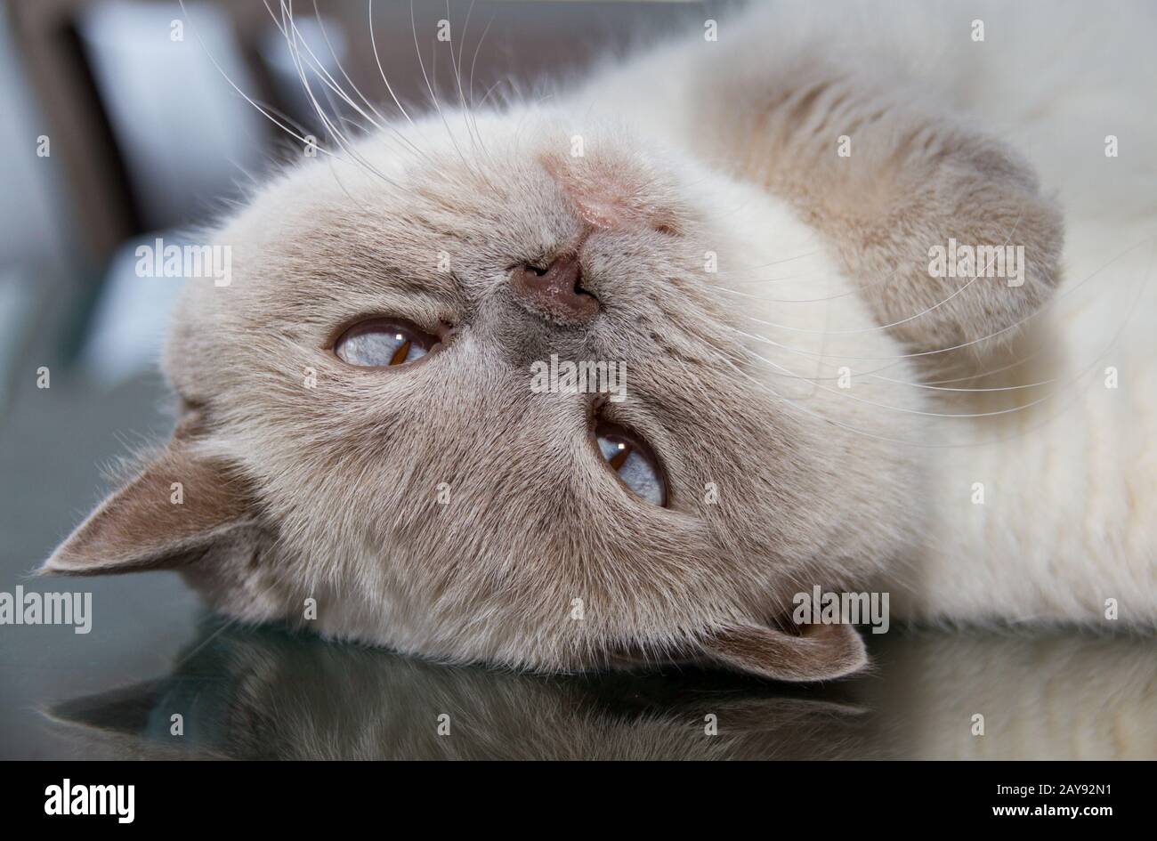 Auf dem Kopf weiße britische Kurzhaarkatze auf Tischglasoberfläche Stockfoto