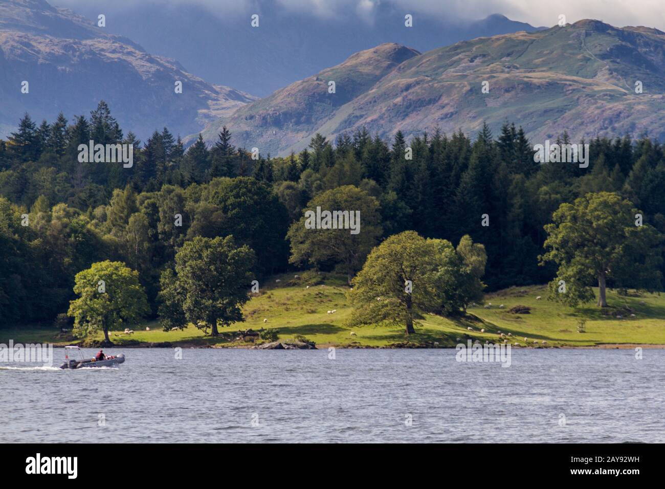 Weiden Sie mit grasenden Schafen und Boot n Vordergrund in Lake Windermere, Cumbria in England Stockfoto