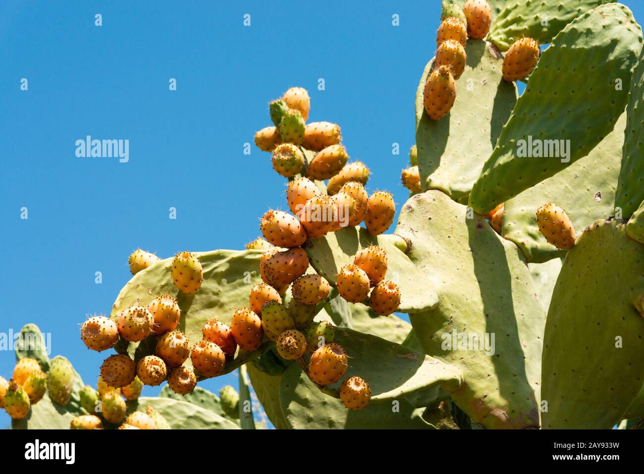 Stachelige Birnpflanze mit gereifter Kakteen-Feigenfrucht. Opuntia oder FICUS-indica Kakteenpflanze mit pharmazeutischen antioxidativen Eigenschaften essbare Früchte. Stockfoto