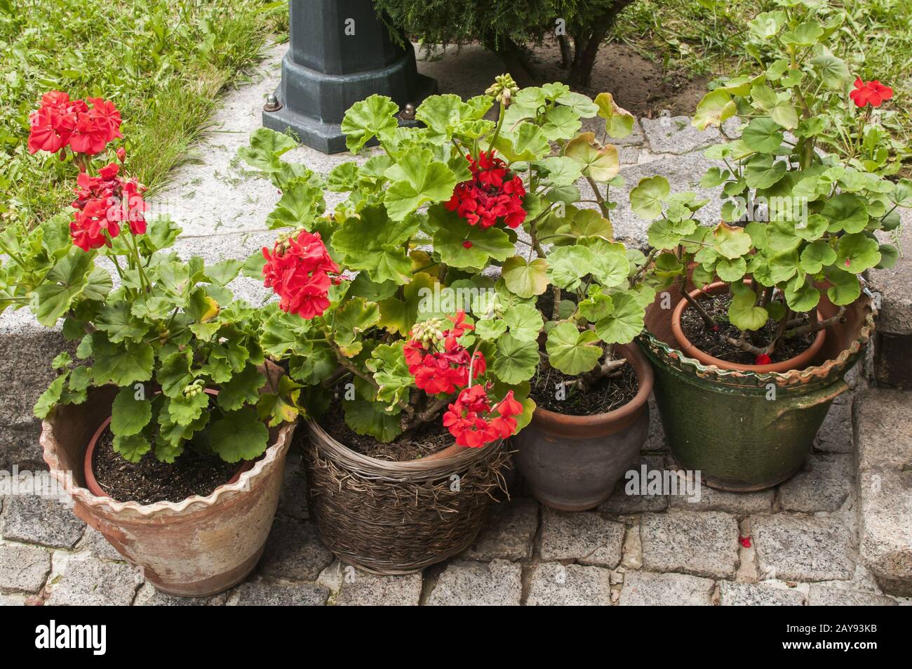 Keramik Töpfe mit roten Geranien auf dem Stein Pflasterung closeup im Garten im Innenhof Stockfoto