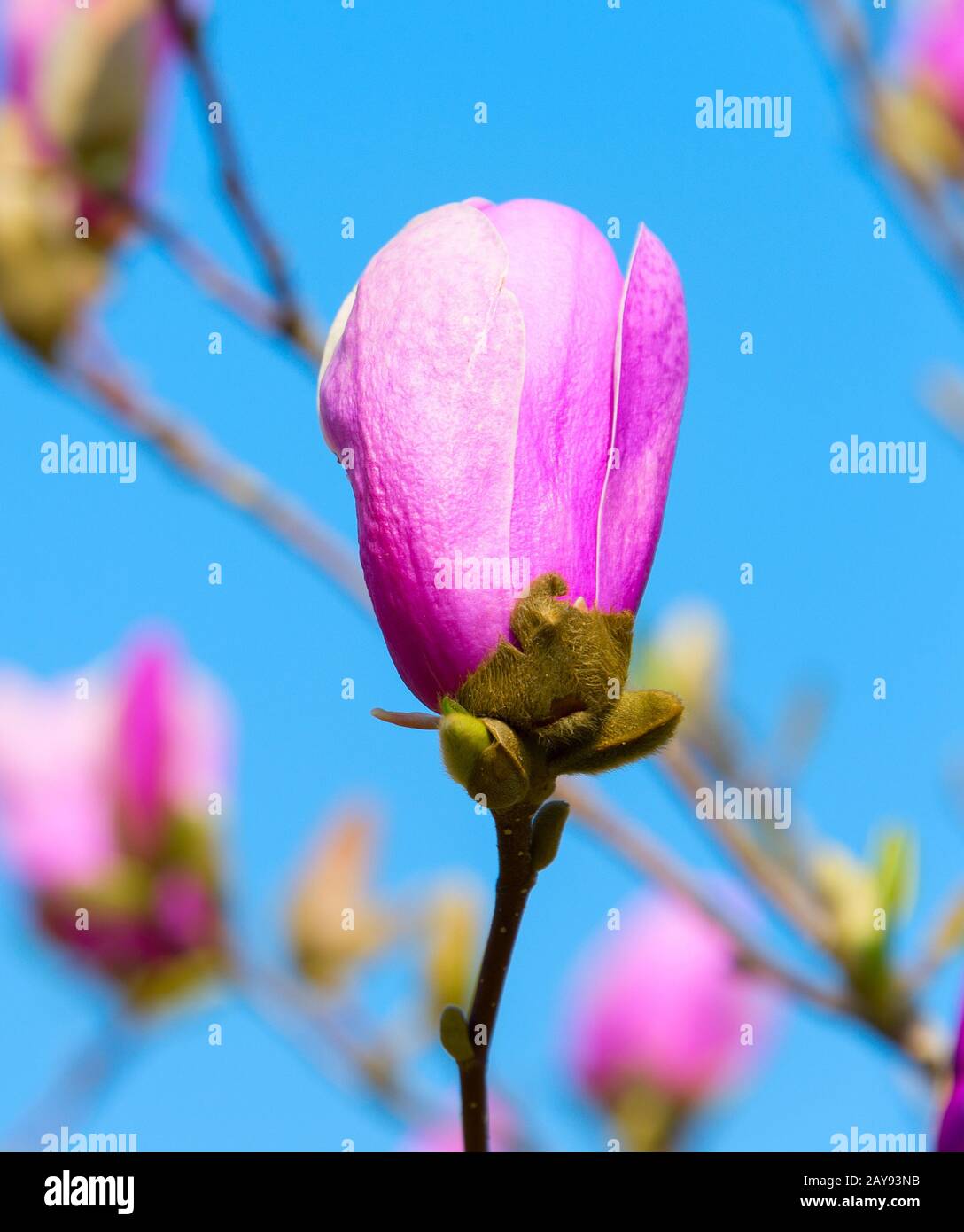 Rose magnolia Blütenknospe Stockfoto