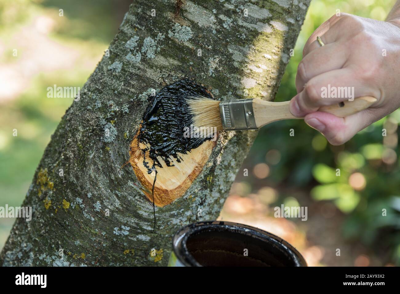 Person bürstet Holzteer auf Schnittfläche eines Obstbaums - Nahaufnahme Stockfoto