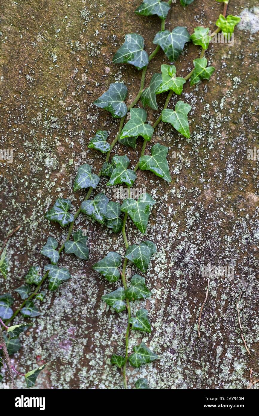 Ivy (Hedera) an einer Steinmauer Stockfoto