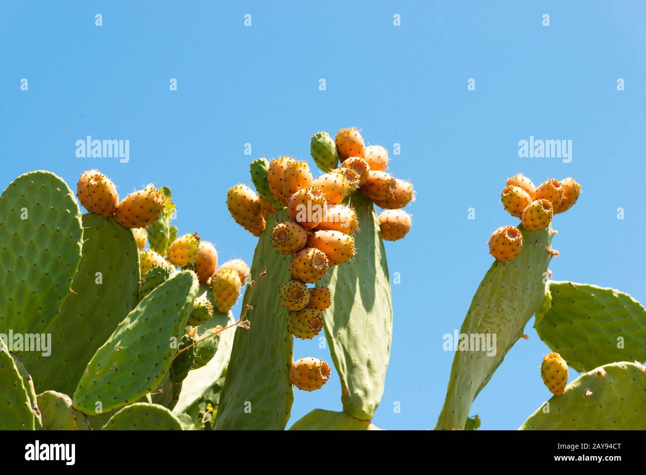 Stachelige Birnpflanze mit gereifter Kakteen-Feigenfrucht. Opuntia oder FICUS-indica Kakteenpflanze mit pharmazeutischen antioxidativen Eigenschaften essbare Früchte. Stockfoto