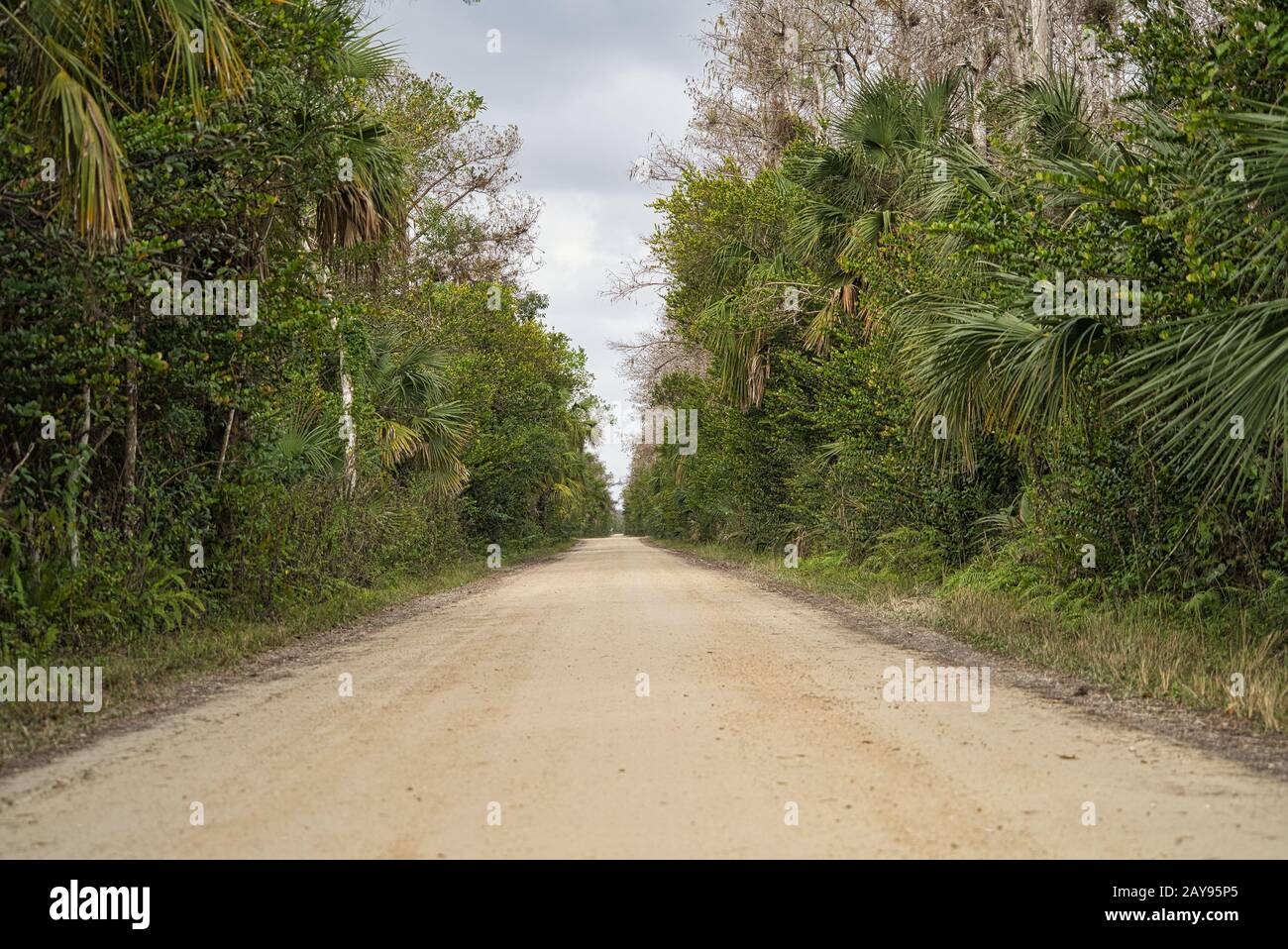 Staubiger schmaler Weg durch den everglades Nationalpark, mit Palmen und Büschen am Wegesrand Stockfoto