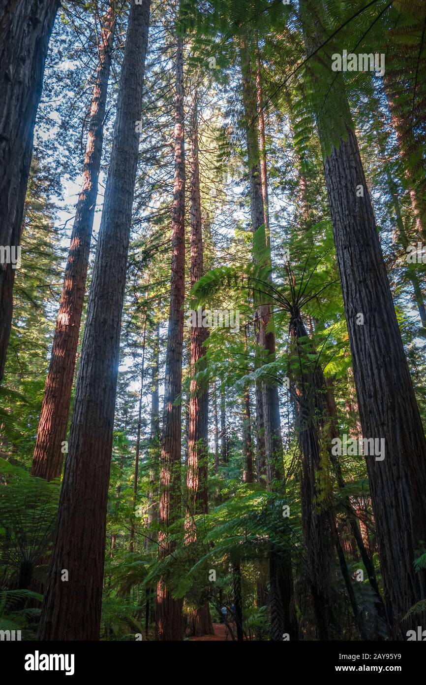 Giant Sequoia Redwood Forest, Rotorua, Neuseeland Stockfoto