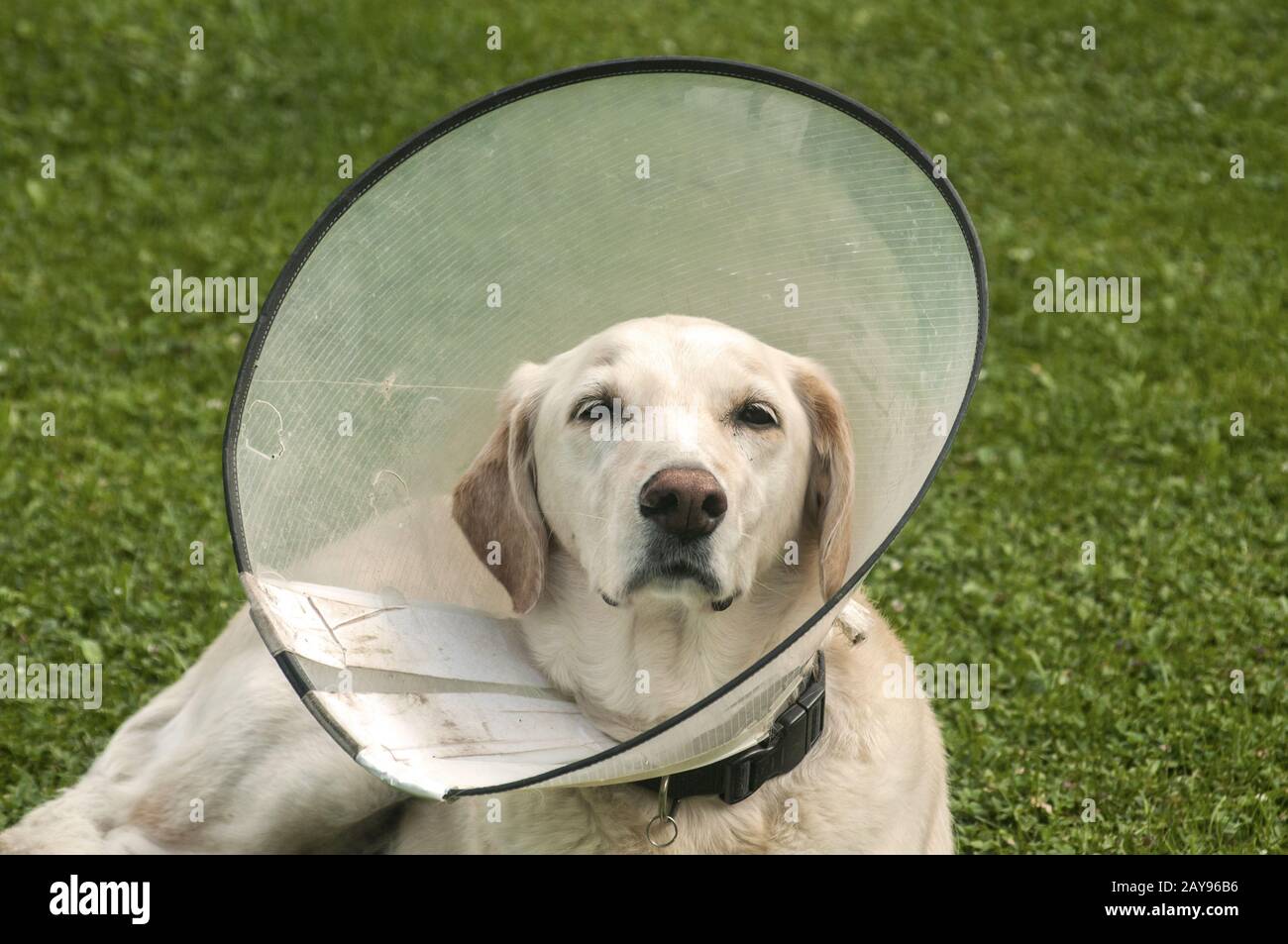 Weibliche Creme Labrador Hund trägt elisabethanischen Plastikkonus medizinischen Kragen um den Hals Stockfoto