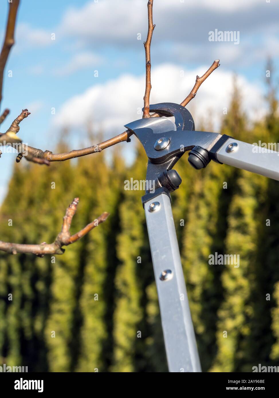 Schuss von Beschneiungsscheren, die von Gärtnern zum Beschneiden von Obstbaumzweigen verwendet werden Stockfoto