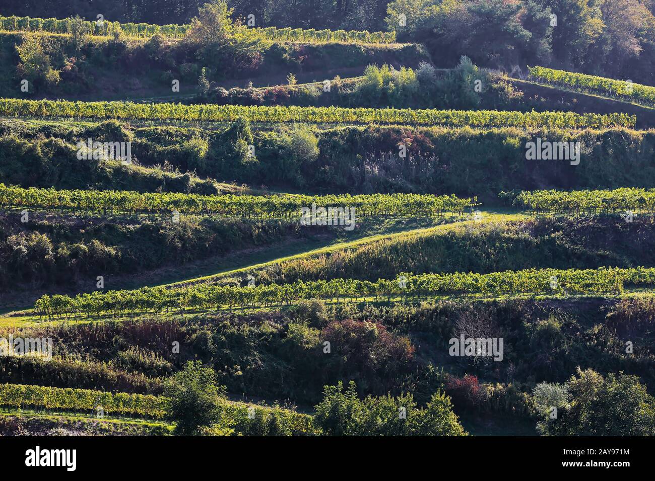 Kaiserstuhl ist ein Tal in Deutschland mit vielen wunderschönen Landschaften Stockfoto