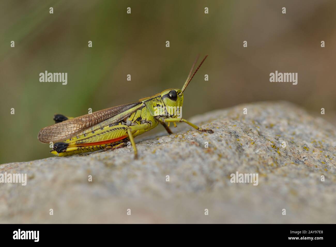 heuschrecke von marsh Stockfoto