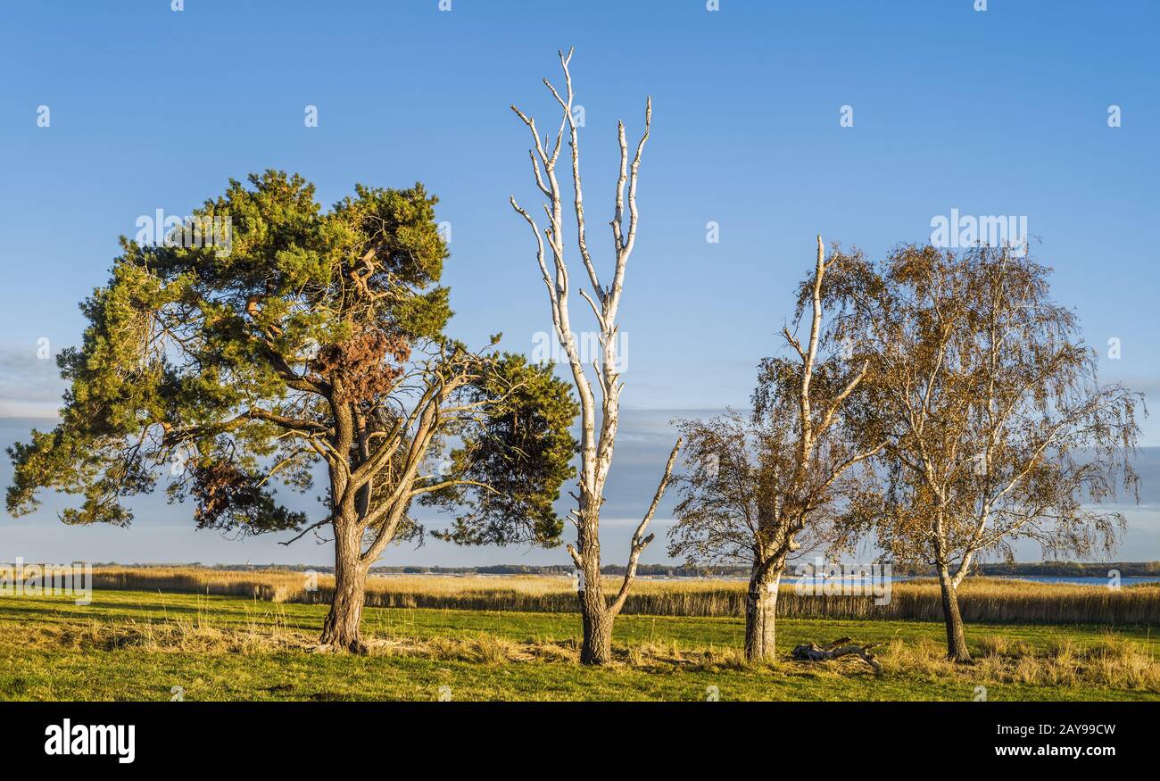 DWss, Bliesenrade - Baumreihe am Bodstedter Bodden Stockfoto
