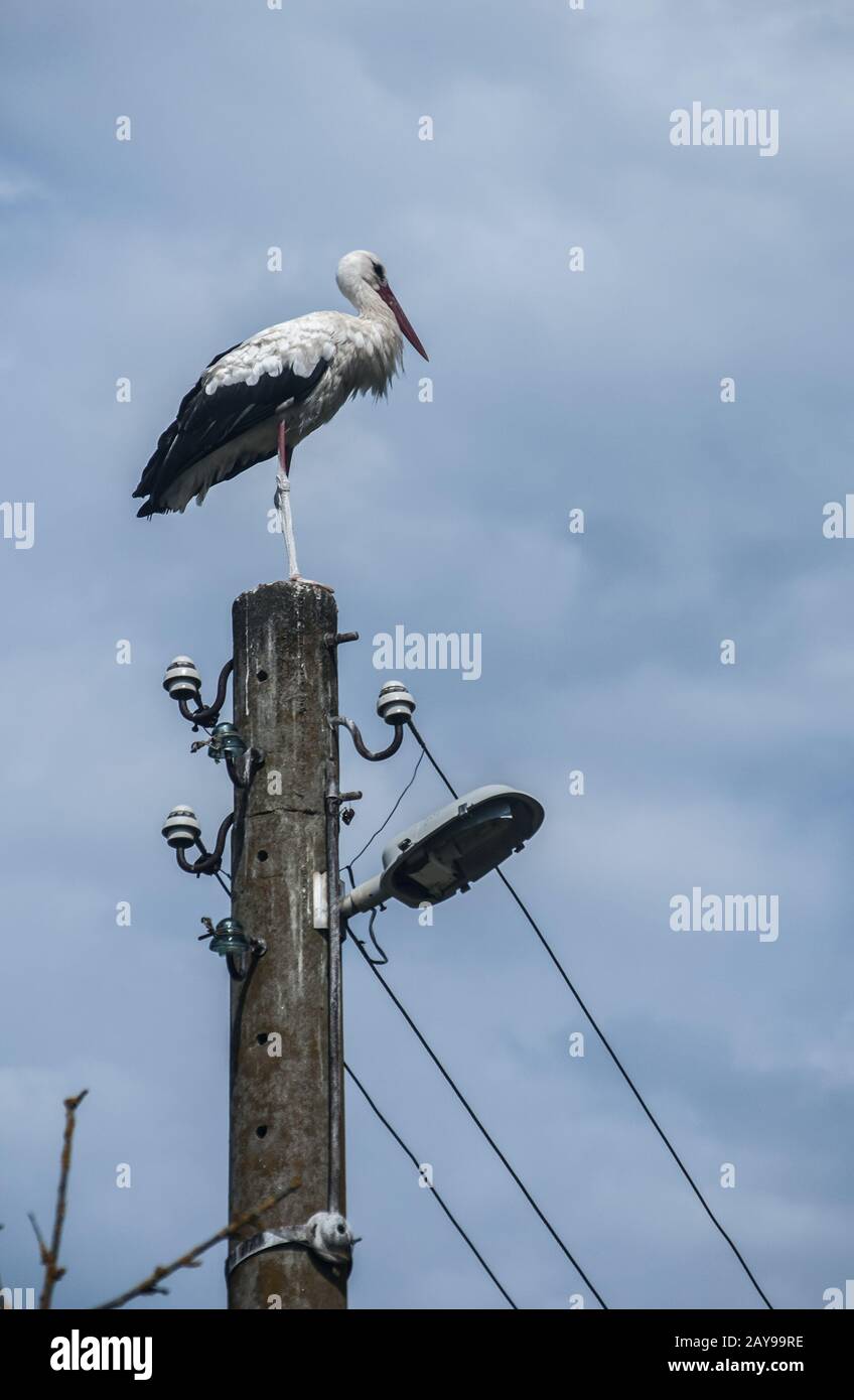 Weißstorch auf alten Strommast bei bewölktem Himmel blauer Himmel thront Stockfoto