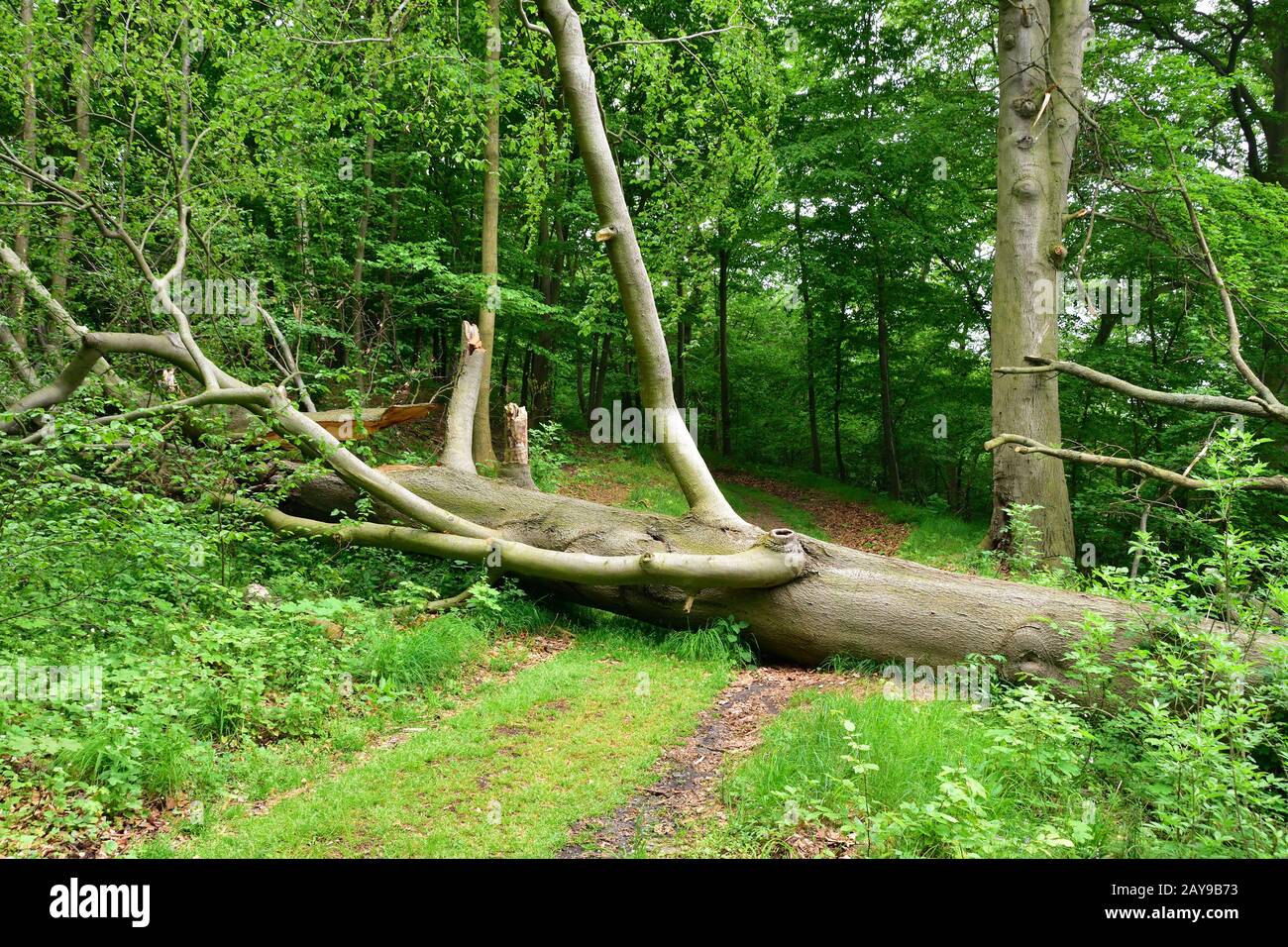 Buche vom Sturm gefällt Stockfoto