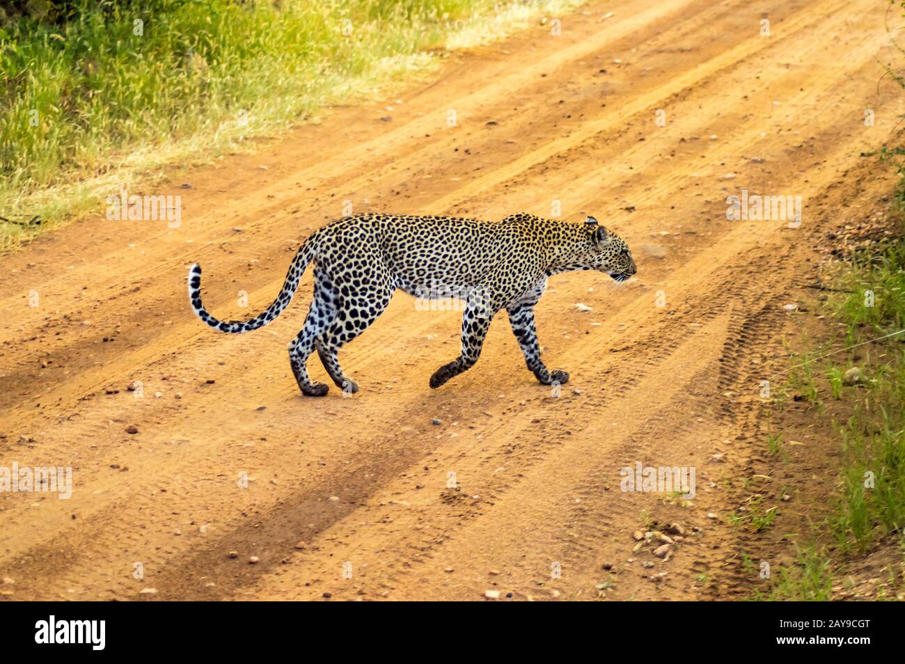 Ein Leoparden, der den Weg im Samburu Park überquert Stockfoto