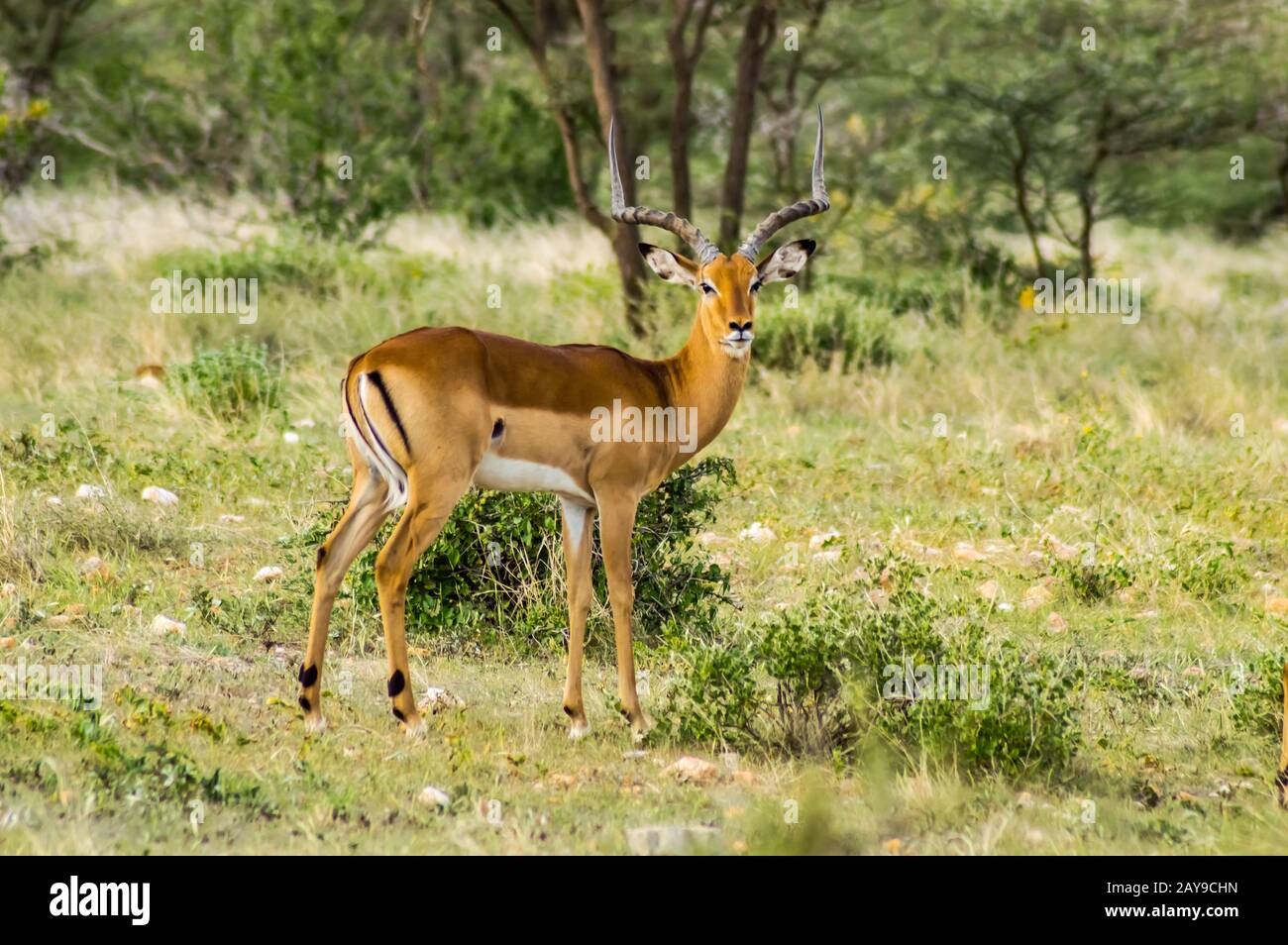 Männlicher Impala mit neugierigem Blick in die Savanne des Samburu Park Stockfoto
