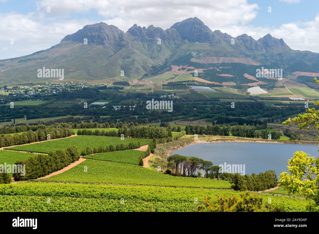 Blick auf die Weinberge des historischen Weinguts Vergelegen in Somerset West, in der Provinz Westkap-Südafrika in der Nähe von Kapstadt. Stockfoto