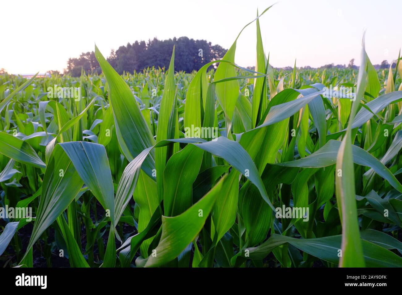 Mais, Maisfeld, Maispflanzen Stockfoto