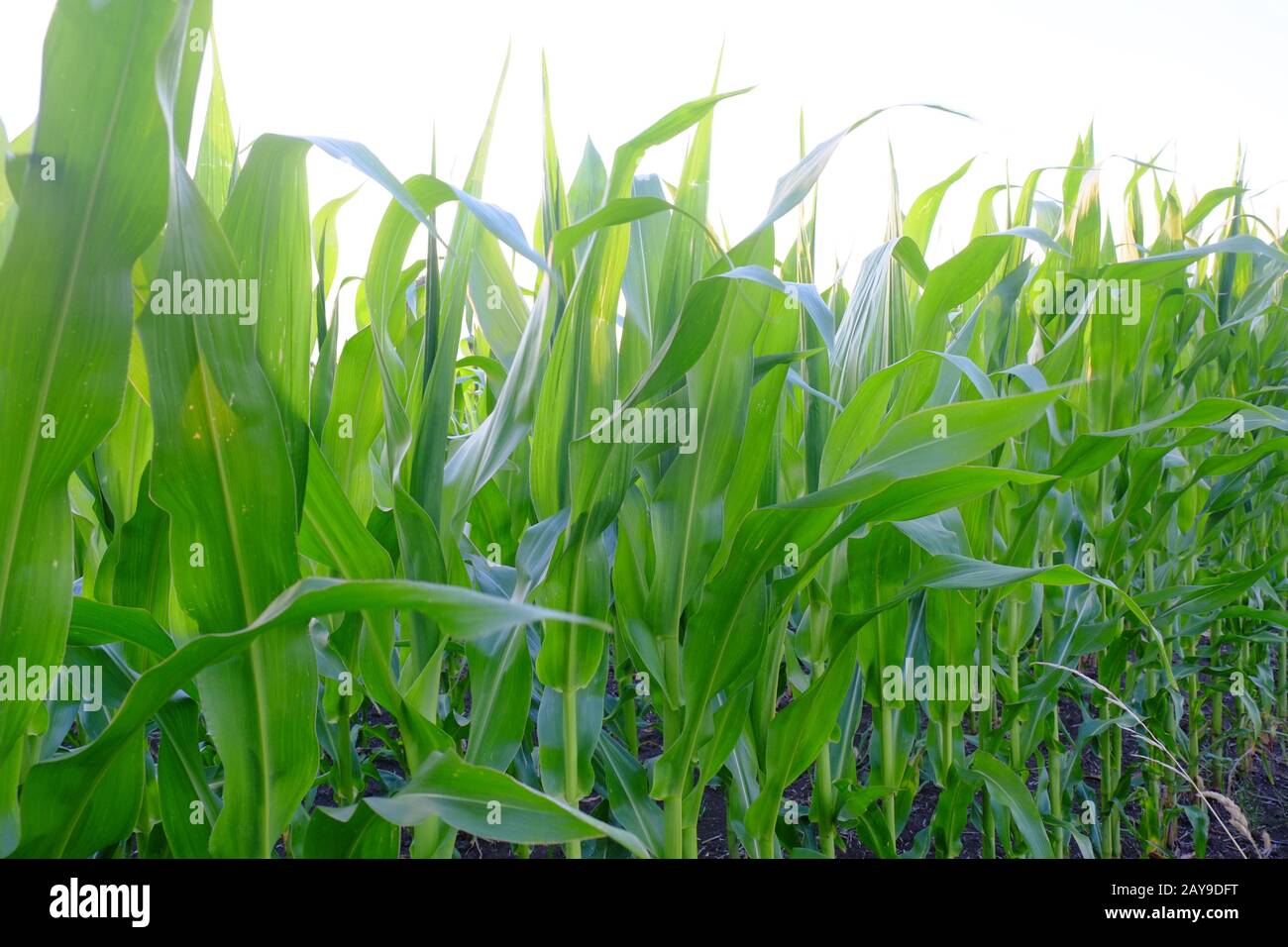 Maisfeld, Maispflanzen Stockfoto