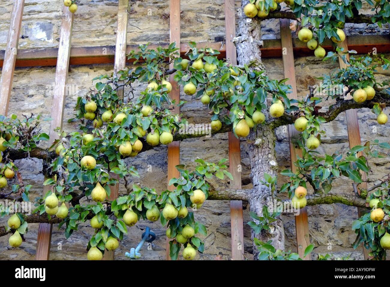 Espalier: Birne Stockfoto